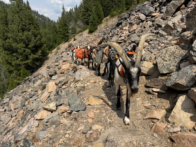 hunting-with-goats